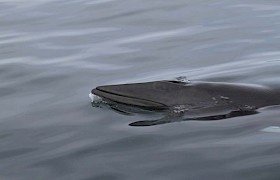 A close view of a Minke whale on our Far Flung Islands cruise
