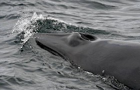A minke whale spotted on a cruise to the Shiants