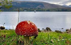 Fungi on shore walk by James Fairbairns