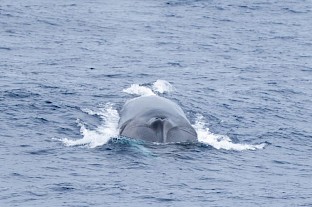 fin_whale_750.jpg