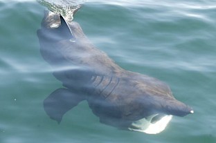 basking_shark_900-1.jpg