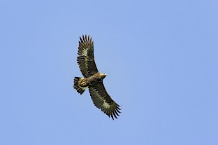 golden_eagle_-_nigel_900.jpg