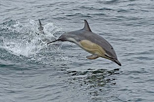 common_dolphin_hebrides.jpg