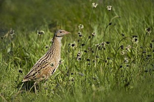 corncrake_-_900.jpg