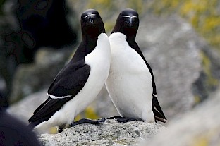razorbills_georgina_900.jpg
