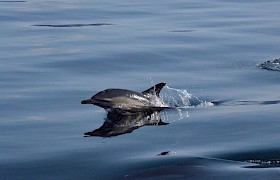 st kilda cruises harris