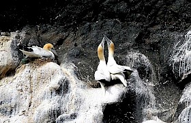 Gannets life long partners, taken at the Cave on Boreray, St Kilda