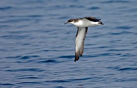 Manx Shearwater