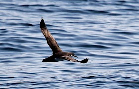 Manx Shearwater