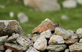 St Kilda Wren