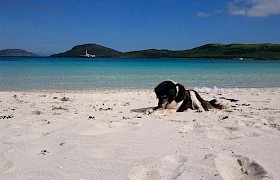 Vatersay, Madam loves to follow all the vistors