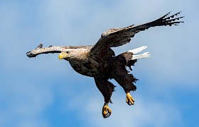 White Tailed Eagle