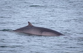 Minke Whale on Skye Cruise by Alexa Kershaw