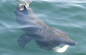 Basking sharks are often seen on our Skye cruises