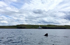 Basking Shark cruising the Small Isles