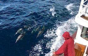 Dolphins are seen on almost every Skye Cruise