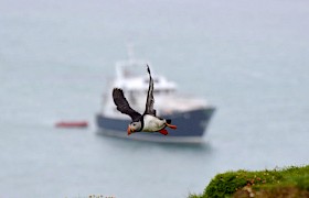 Puffin on the Small Isles cruise