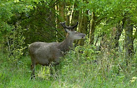 Red deer on Rum on our Skye and Small Isles cruise