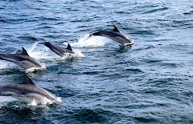 Dolphins on our Skye Cruise