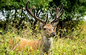 Stag in velvet on the Isle of Rum on our Small Isles cruise