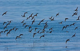 Manx Shearwaters off Ardnamurchan