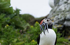 Shiant puffin