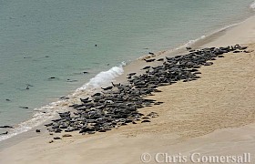 The Seal Colonay on Mingulay Beach