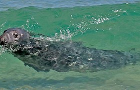 A grey seal in the water at Monach Islands