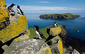 Nesting razorbills Shiant Islands