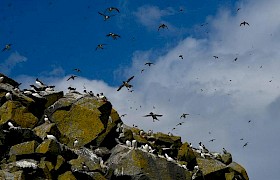 Puffin colonies Shiant islands cruise