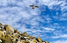 A puffin goes wheeeeeeee at the Shiants