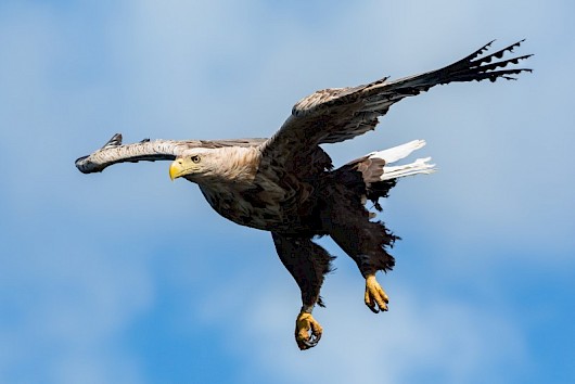 hebridean cruises 2023