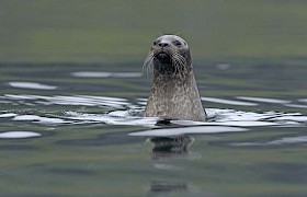 Otter spotted on the Green Isles, Sound of Mull