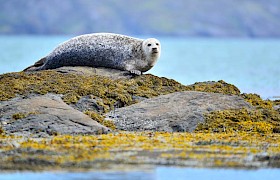 Common Seal