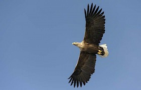 White Tailed Eagle