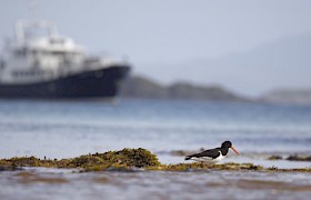 Emma Jane with Oyster Catcher (Klay Blake)