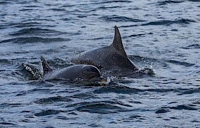 Bottlenose dolphins