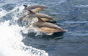 Common dolphins