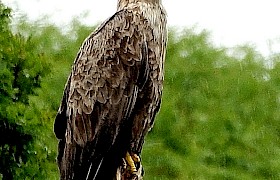 white tailed eagle