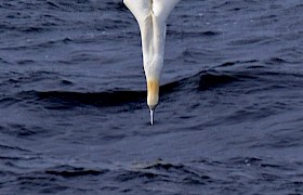 diving gannet georgina