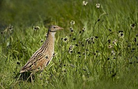 Corncrake Nigel Spencer