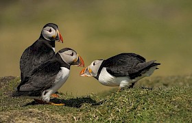 Nigel Spencer puffins