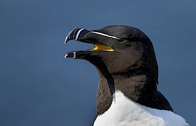 Razorbill Nigel Spencer