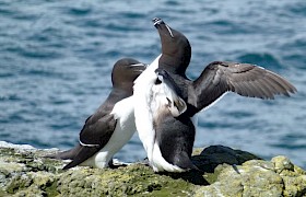 Razorbill Christine Mcaulay