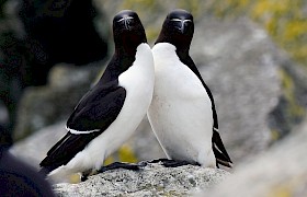 Georgina razorbills