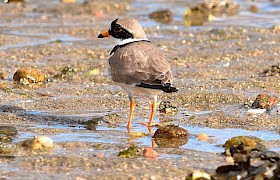 ringed plover georgina