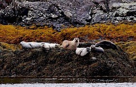 Seals georgina