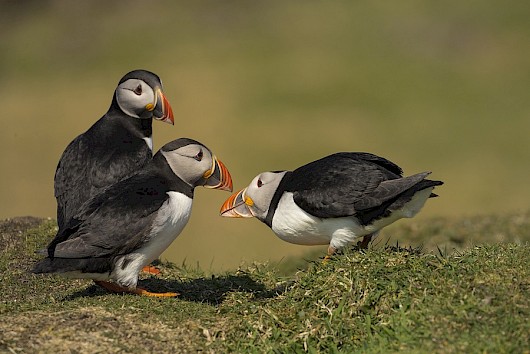 cruise around scottish islands