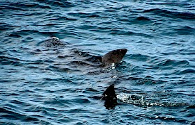 Basking Shark Lynsey Bland