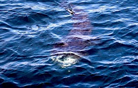 Basking Shark Lynsey Bland